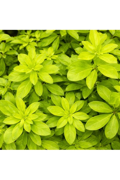 Чойсія Ліч листя влітку